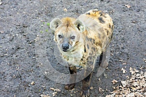 Spotted hyaena