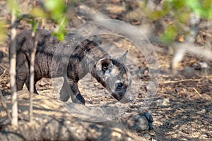 Spotted Hyaena puppy - Crocuta crocuta photo