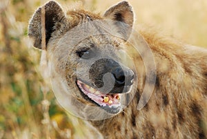 Spotted Hyaena (Crocuta crocuta) photo