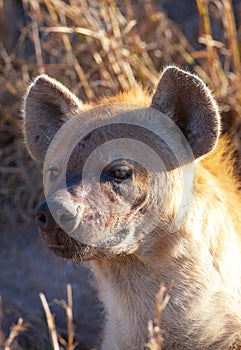 Spotted hyaena (Crocuta crocuta)