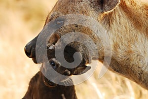 Spotted Hyaena (Crocuta crocuta) photo