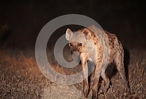 Spotted hyaena (Crocuta crocuta)