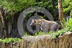 Spotted hyaena Crocuta crocuta.