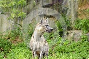 Spotted hyaena Crocuta crocuta.