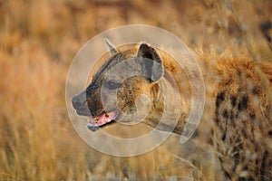 Spotted Hyaena (Crocuta crocuta)