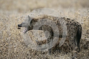 Spotted hyaena, Crocuta crocuta,