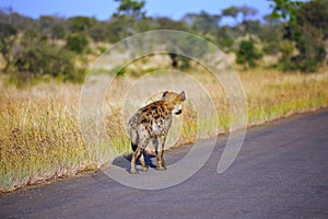 Spotted Hyaena (Crocuta crocuta)