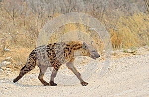 Spotted hyaena crosses road, Etosha National Park, Africa