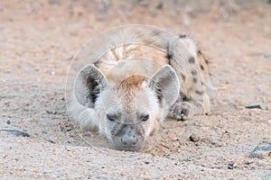 Spotted hyaena cub, Crocuta crocuta, lying