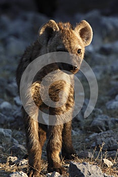 Spotted Hyaena cub - Namibia photo