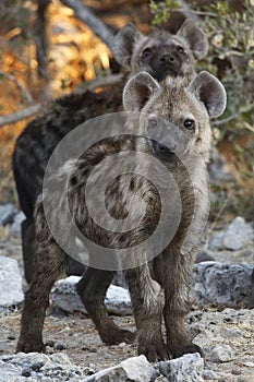 Spotted Hyaena cubs - Namibia photo
