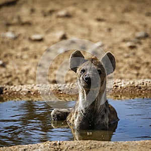 Spotted hyaena in Kgalagadi transfrontier park, South Africa