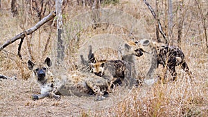 Spotted hyaena in Kruger National park