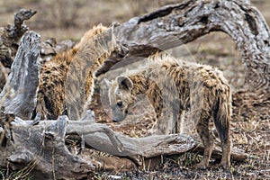 Spotted hyaena in Kruger National park