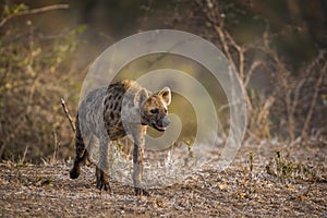 Spotted hyaena in Kruger National park, South Africa