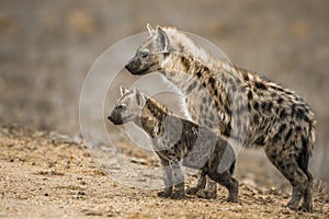 Spotted hyaena in Kruger National park, South Africa