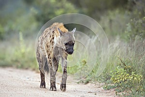 Spotted hyaena in Kruger National park, South Africa