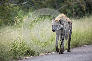 Spotted hyaena in Kruger National park, South Africa