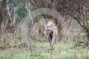 Spotted hyaena in Kruger National park, South Africa