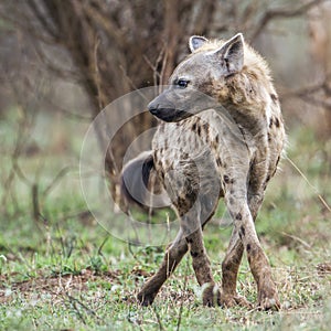 Spotted hyaena in Kruger National park, South Africa