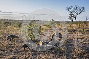 Spotted hyaena in Kruger National park, South Africa