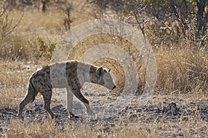 Spotted Hyaena on the prowl in Etosha National Park