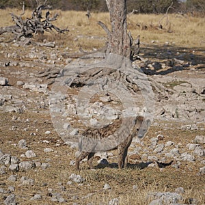 Spotted Hyaena on the prowl in Etosha National Park