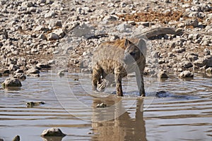 Spotted Hyaena in a waterhole in Etosha National Park, Namibia