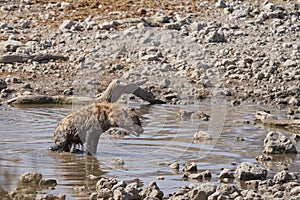 Spotted Hyaena in a waterhole in Etosha National Park, Namibia