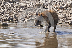 Spotted Hyaena in a waterhole in Etosha National Park, Namibia