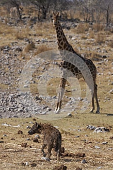 Spotted Hyaena in a waterhole in Etosha National Park, Namibia