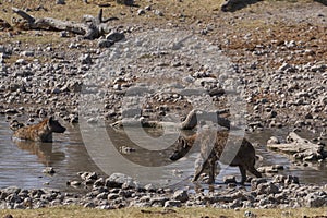 Spotted Hyaena in a waterhole in Etosha National Park, Namibia