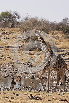 Spotted Hyaena in a waterhole in Etosha National Park, Namibia