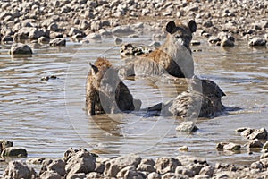 Spotted Hyaena in a waterhole in Etosha National Park, Namibia