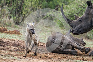 Spotted hyaena and white rhinoceros in Kruger National park, Sou