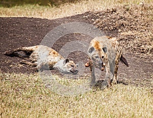 Spotted Hyaena in wild