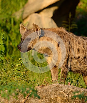 Spotted Hyaenas (Hyaena hyaena)