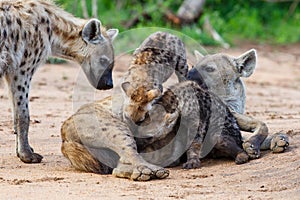 Spotted hyeana pups playing