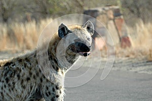 Spotted Hyena