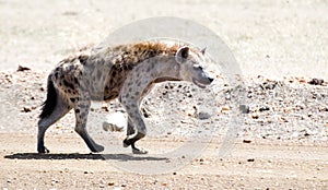 Spotted Hyena photo