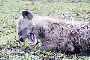 Spotted Hyena