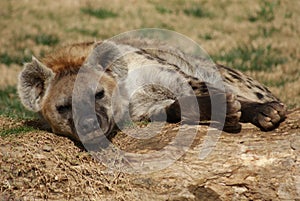 Spotted Hyena