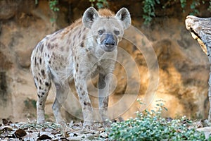 Spotted hyena