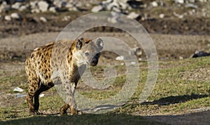 Spotted Hyena