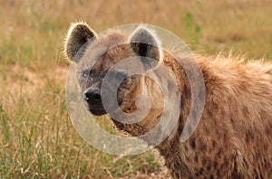 Spotted Hyena #2