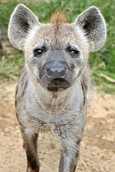 Spotted hyena photo