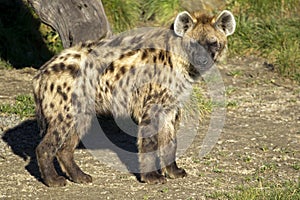 Spotted Hyena