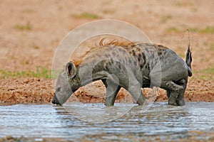 Spotted Hyena