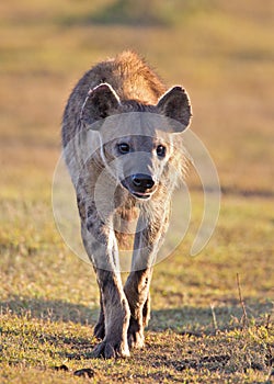 Spotted Hyena photo