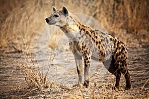 Spotted hyena